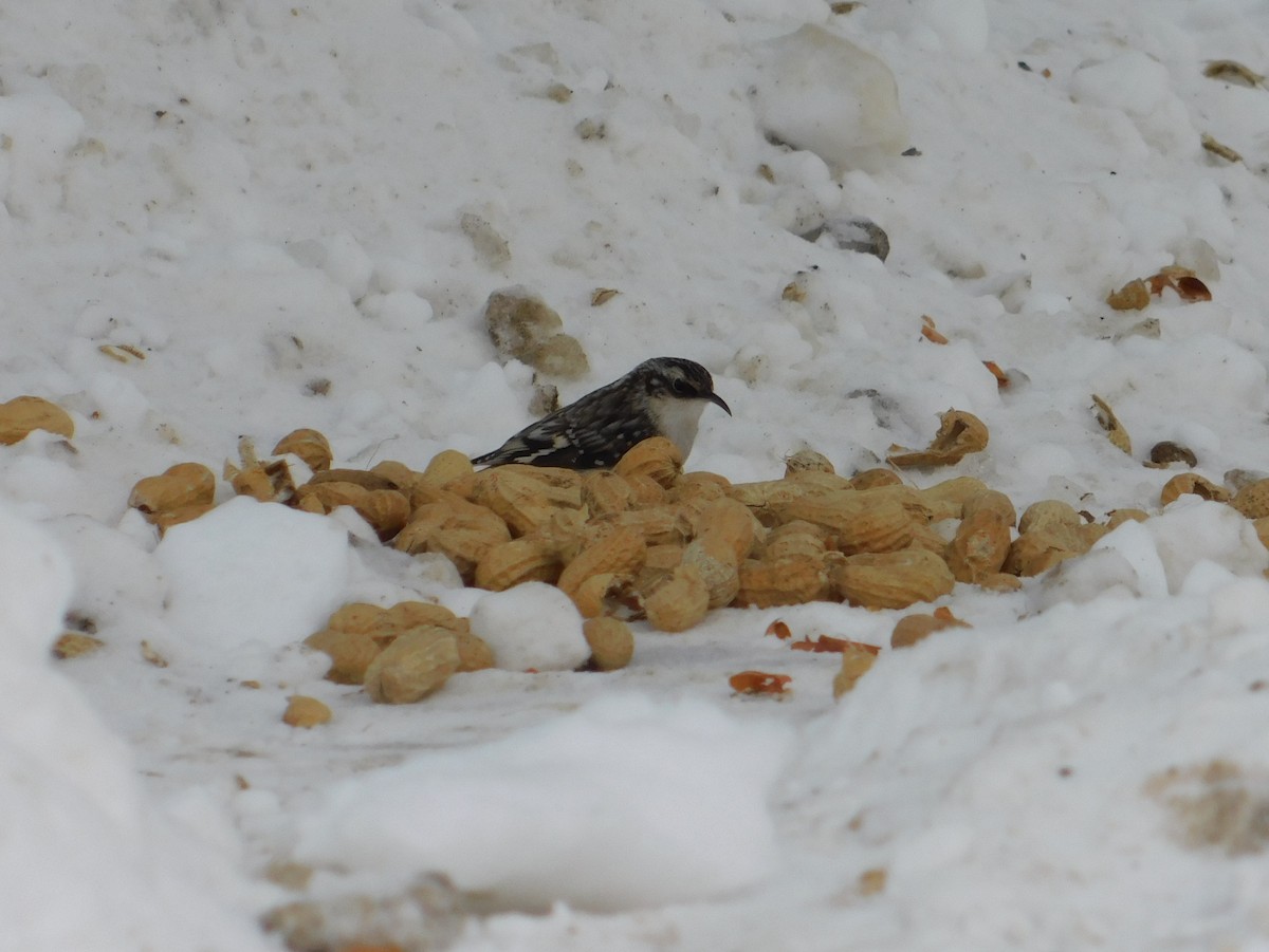 Brown Creeper - ML91998821