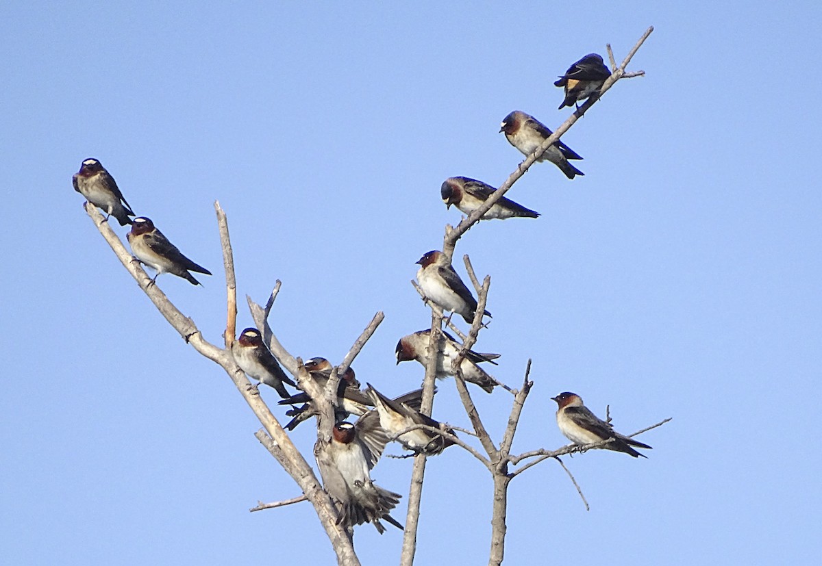 Cliff Swallow - ML91998901