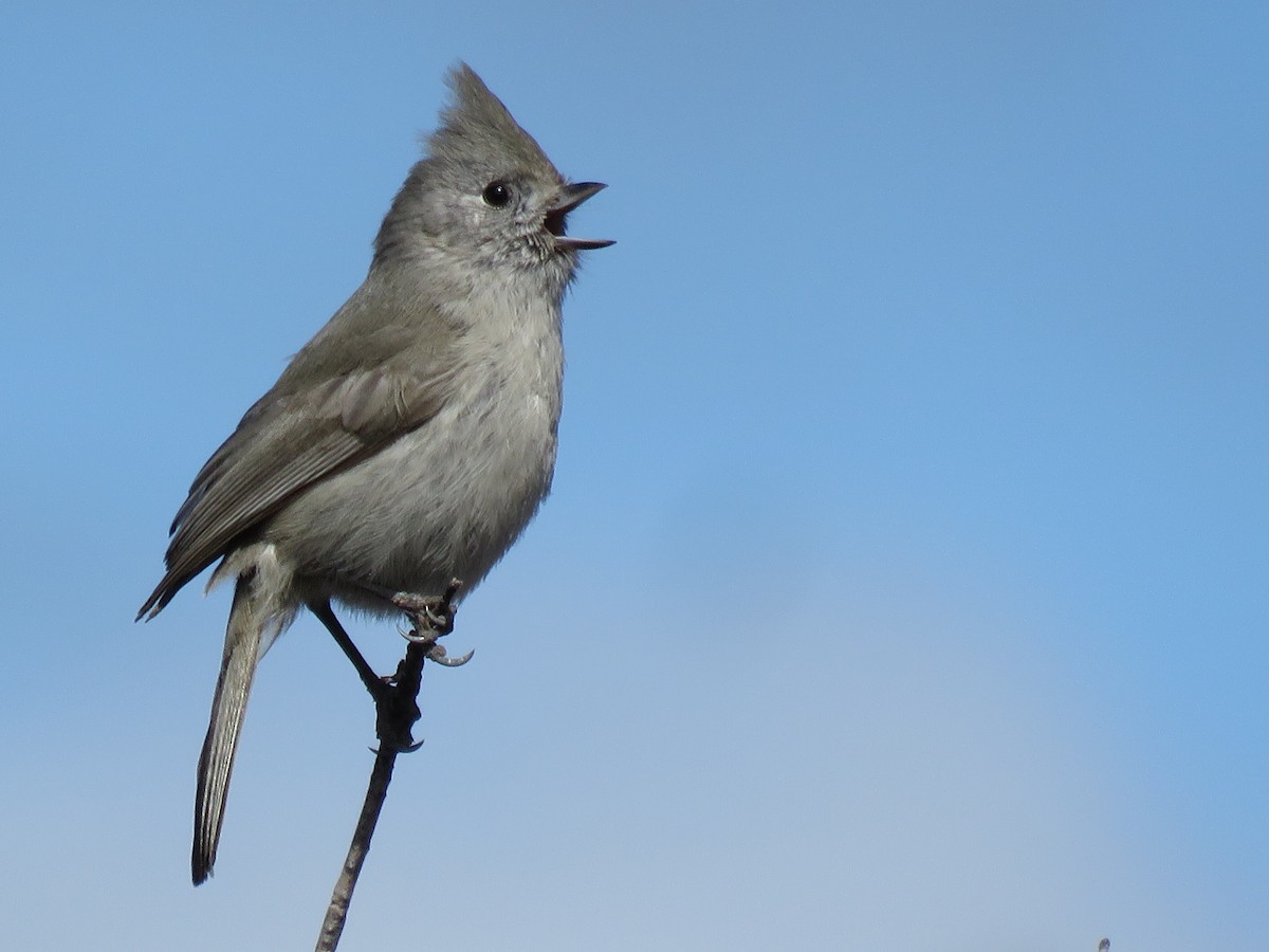 Oak Titmouse - Kai Frueh