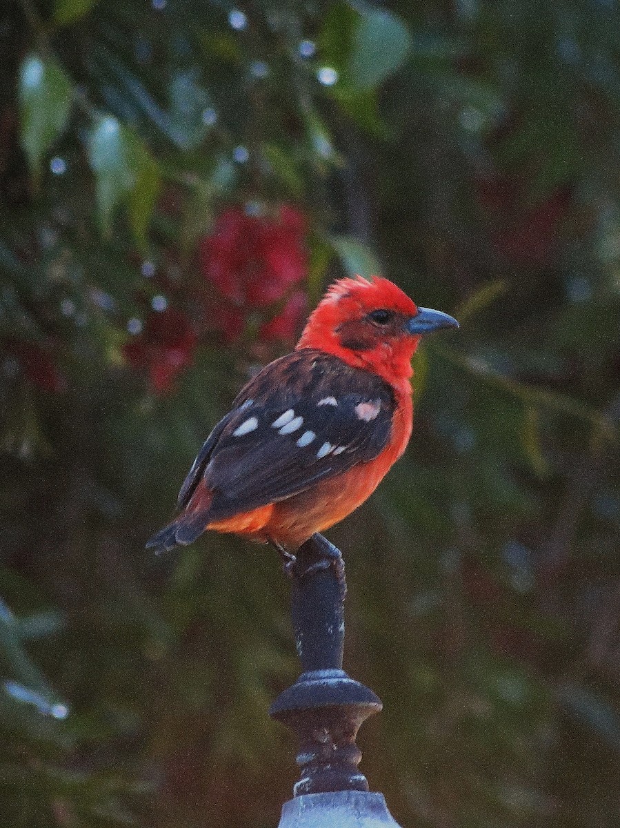 Flame-colored Tanager - ML92002441