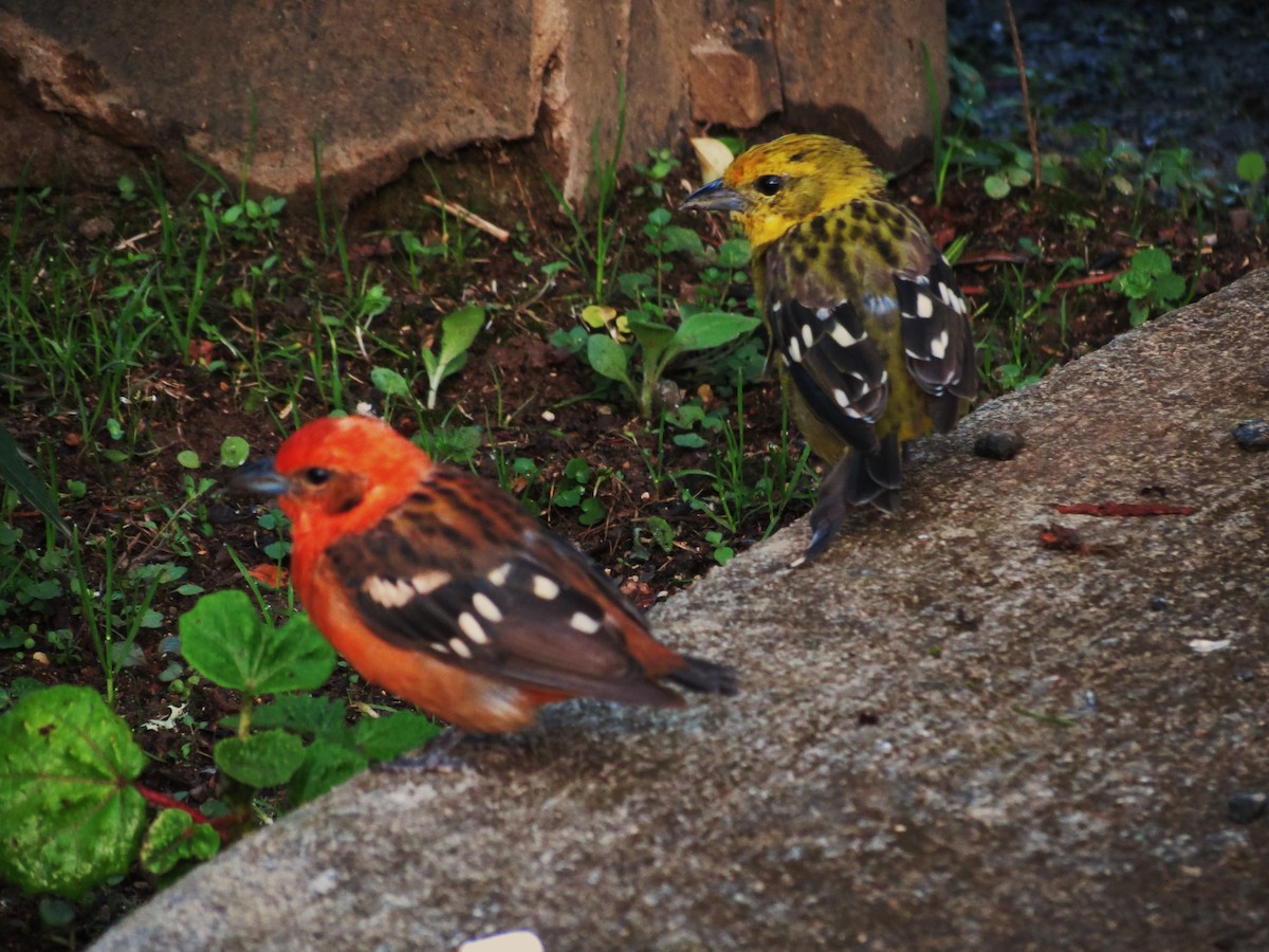 Flame-colored Tanager - ML92002451
