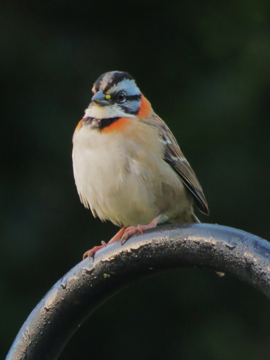 Rufous-collared Sparrow - ML92002491