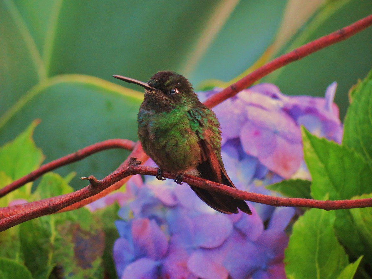 Talamanca Hummingbird - ML92002541