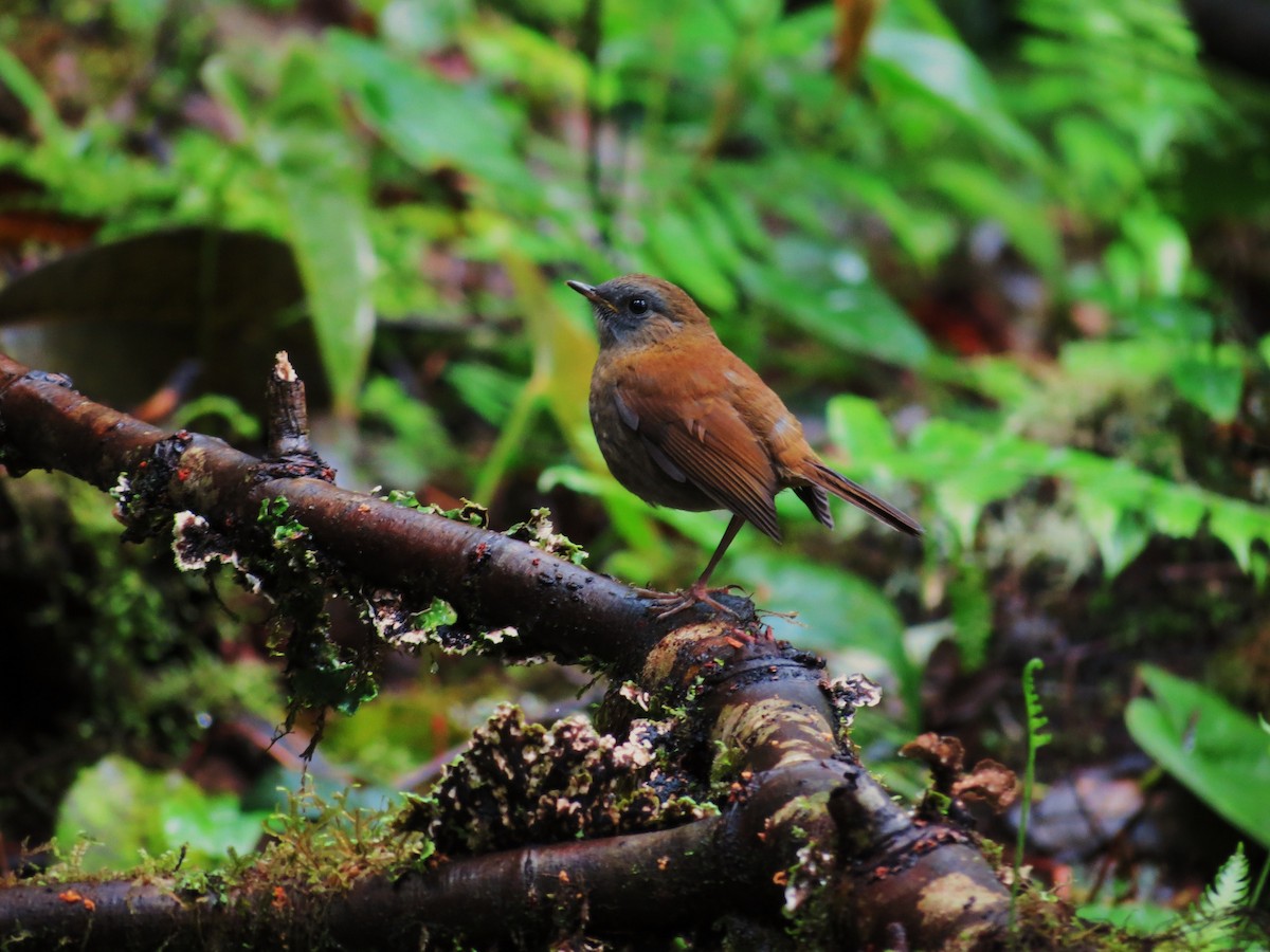 Ruddy-capped Nightingale-Thrush - ML92002721