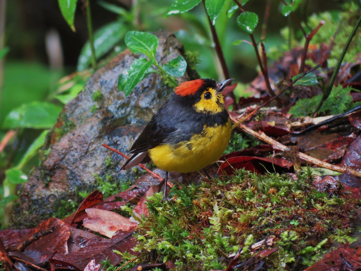 Collared Redstart - ML92002751