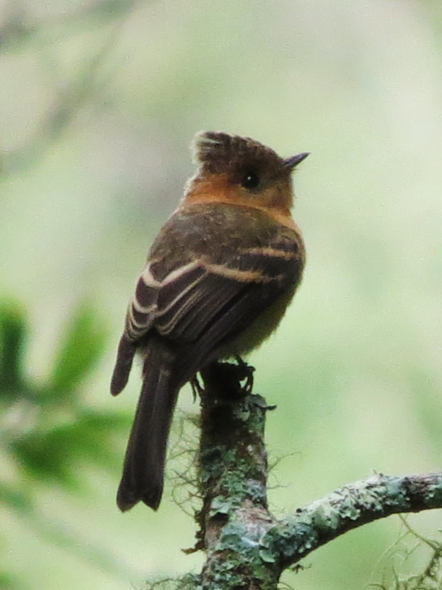 Tufted Flycatcher - ML92002781