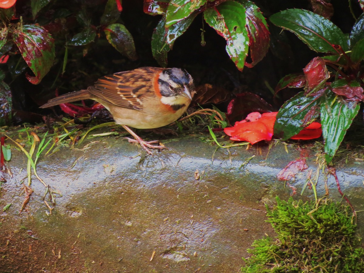 Rufous-collared Sparrow - ML92002881