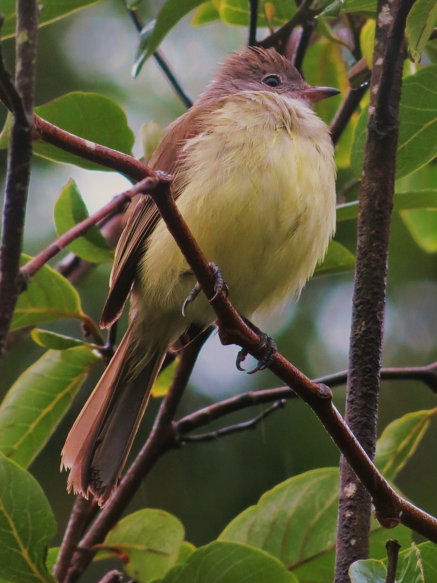 Yellow-bellied Elaenia - ML92002911