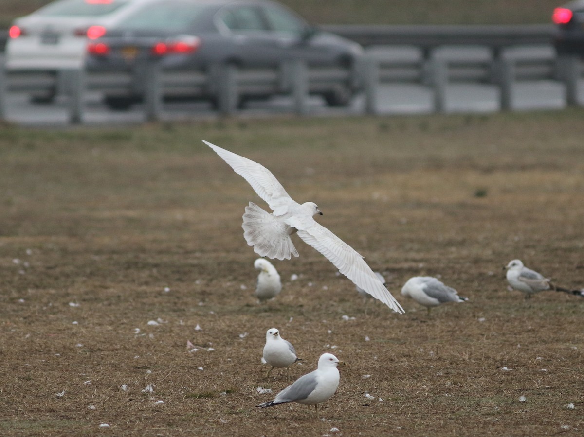 Iceland Gull - ML92003231