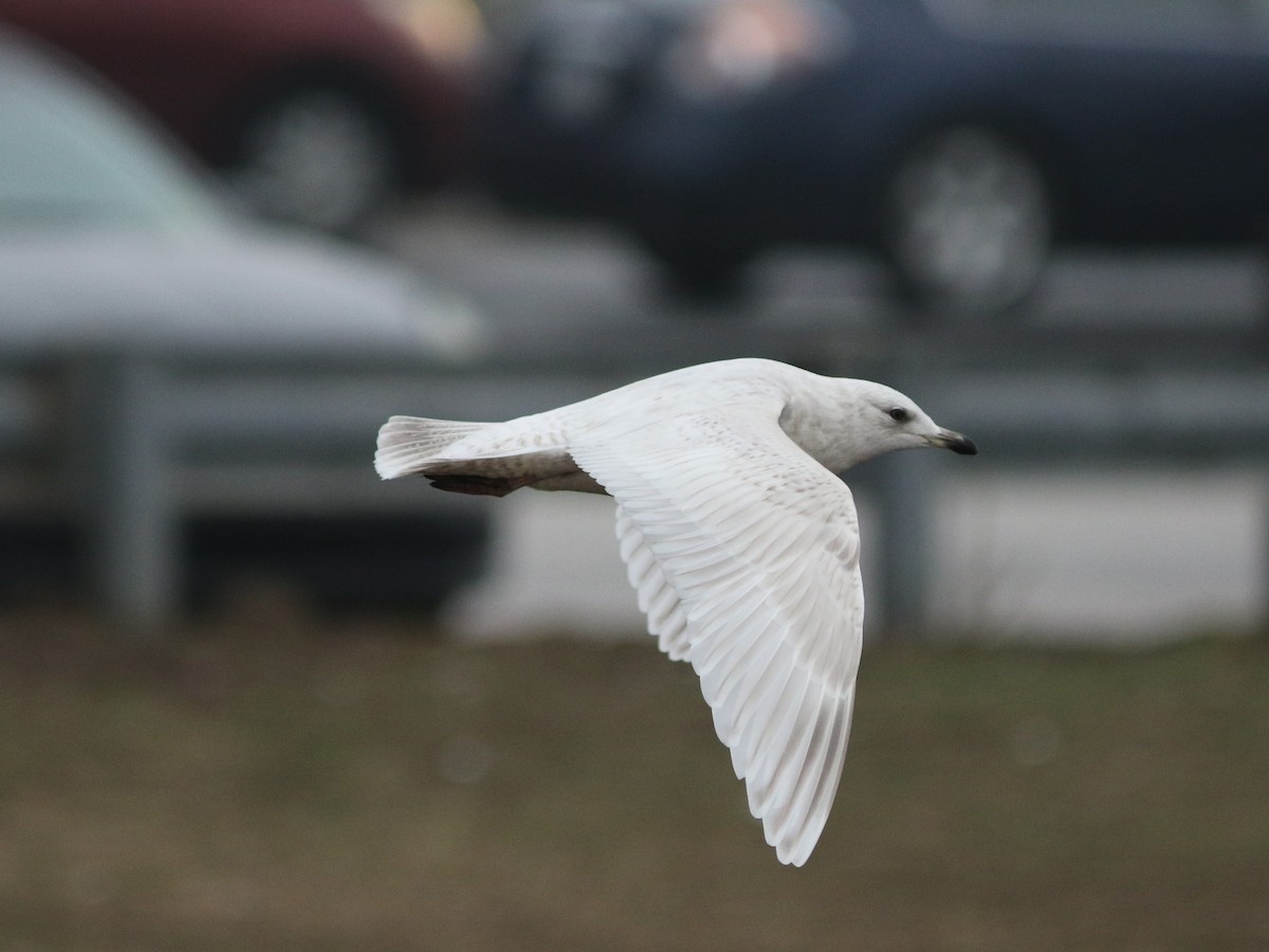 Iceland Gull - ML92003241