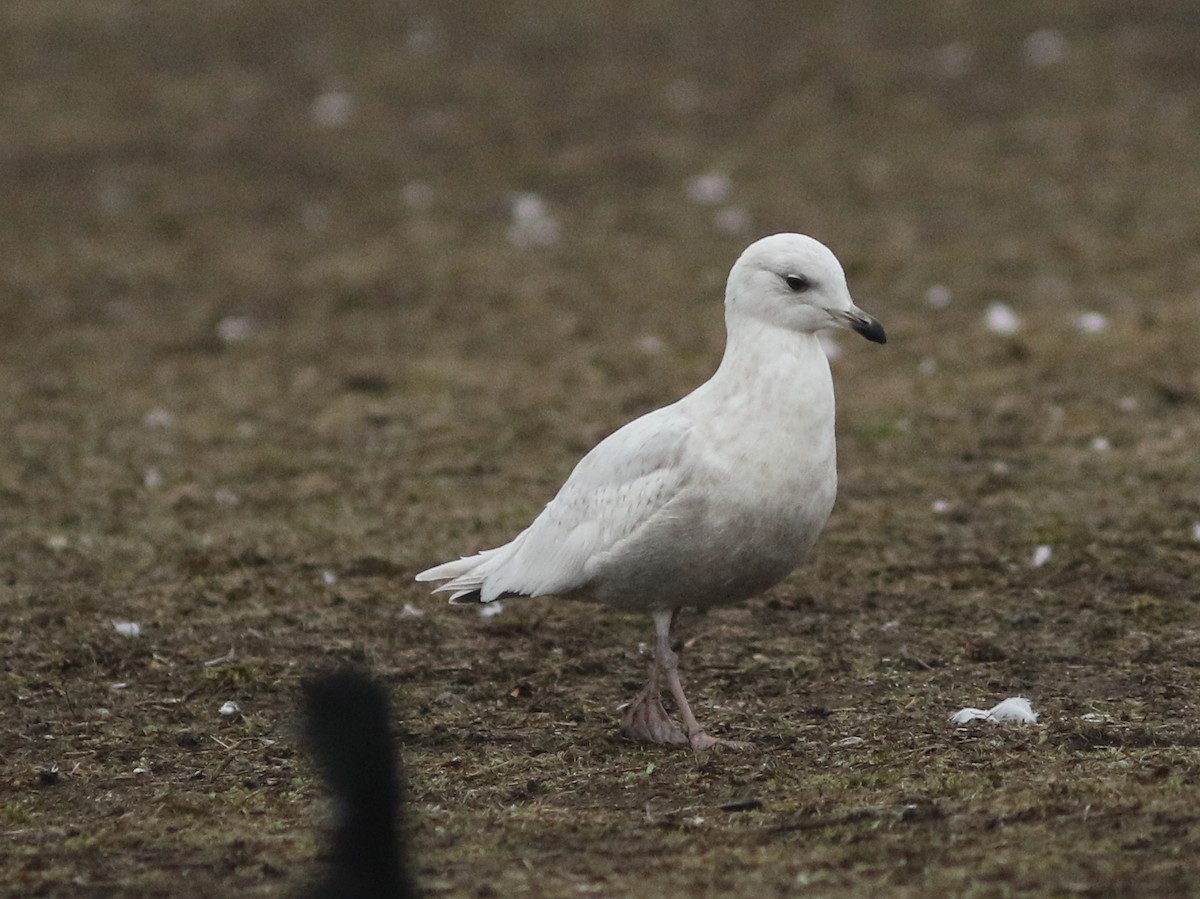 Iceland Gull - ML92003261