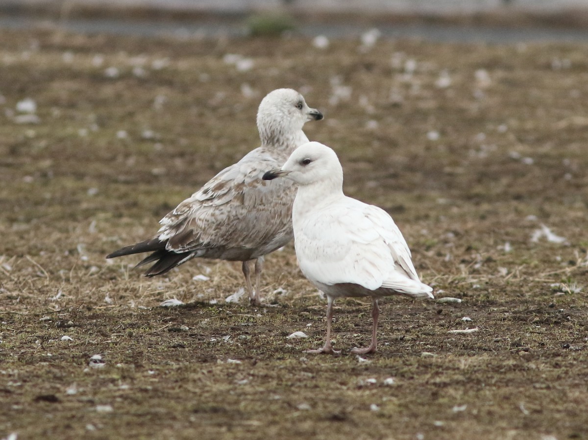 Iceland Gull - ML92003281