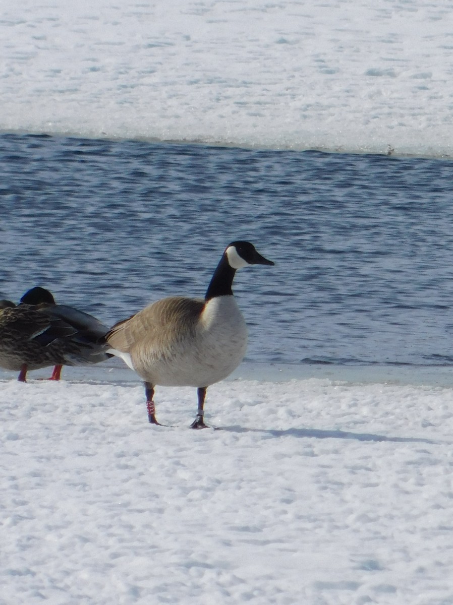 Canada Goose - Gail Fennell