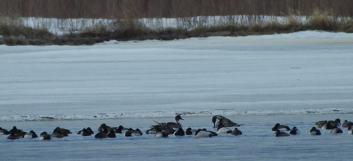 Northern Pintail - ML92003941