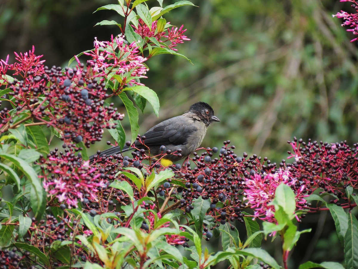 Yellow-thighed Brushfinch - Tim Carney