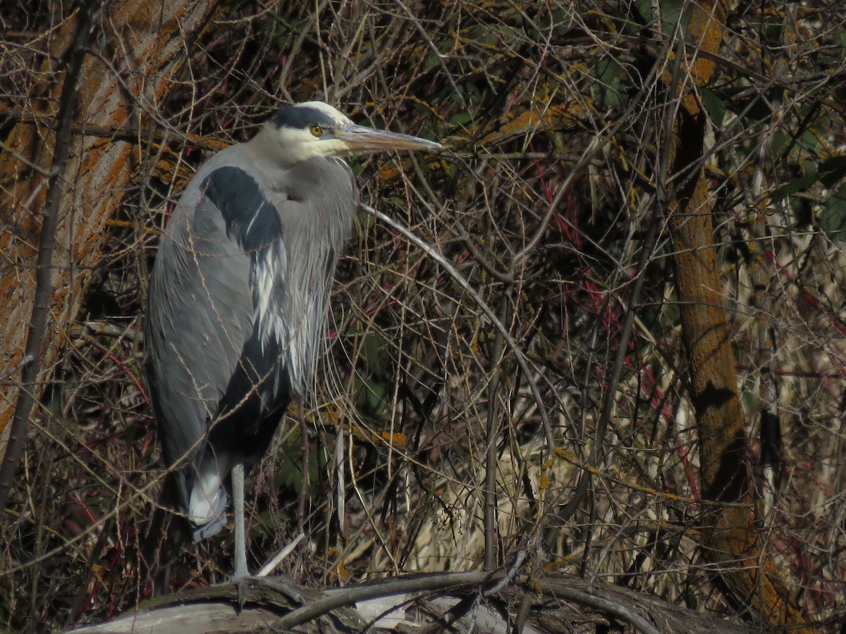 Great Blue Heron - Kai Frueh