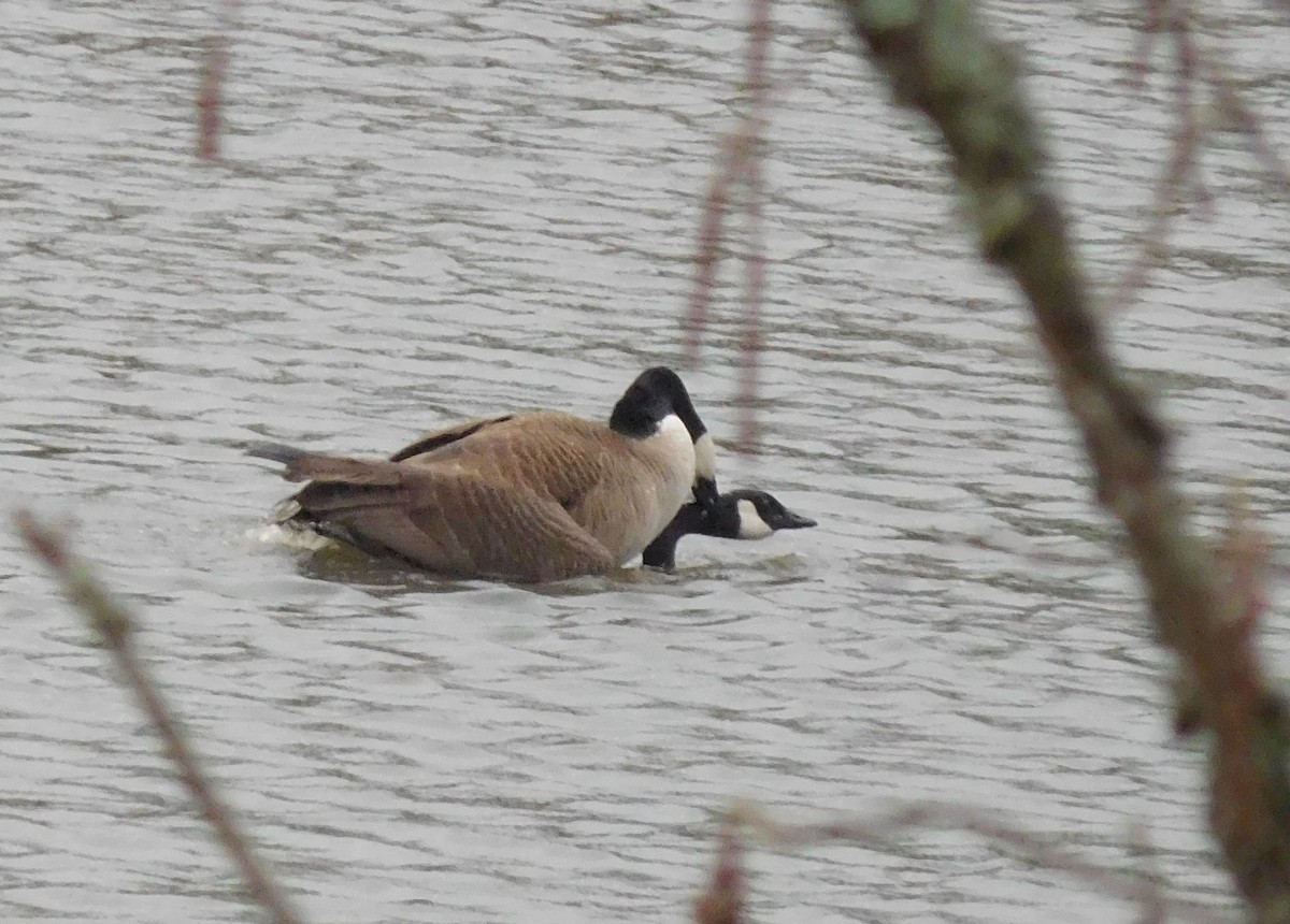 Canada Goose - ML92005131