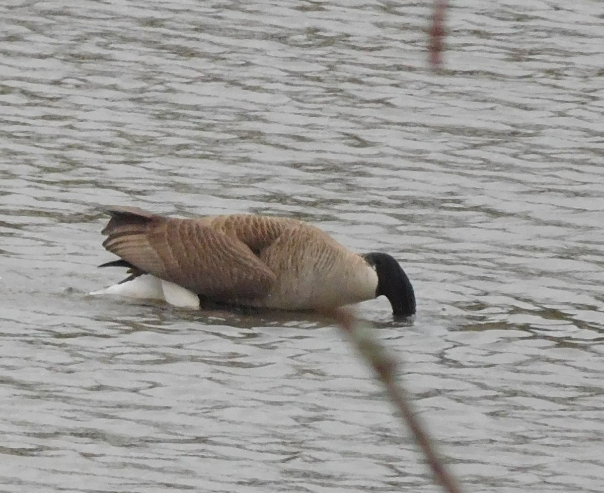 Canada Goose - ML92005521