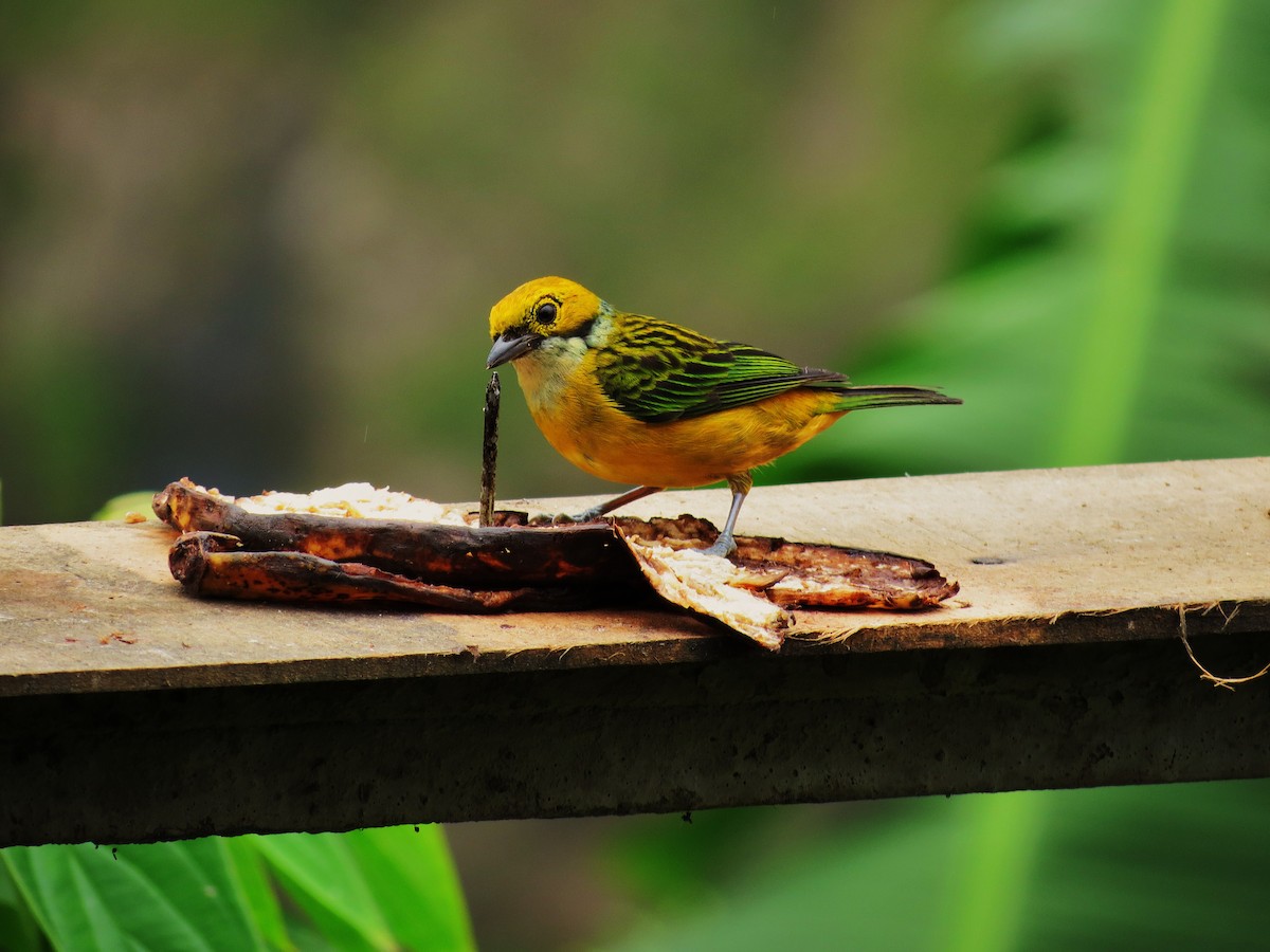 Silver-throated Tanager - Tim Carney