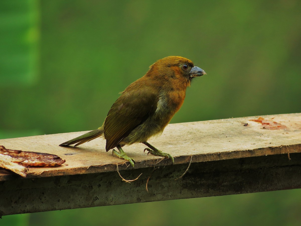 Güdük Barbet - ML92005861