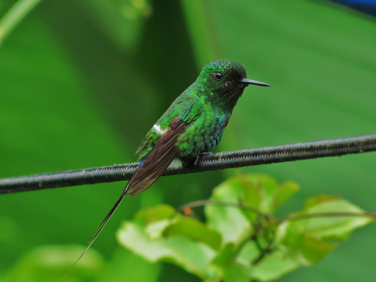 Green Thorntail - ML92005881