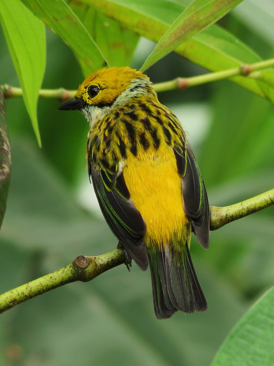 Silver-throated Tanager - Tim Carney