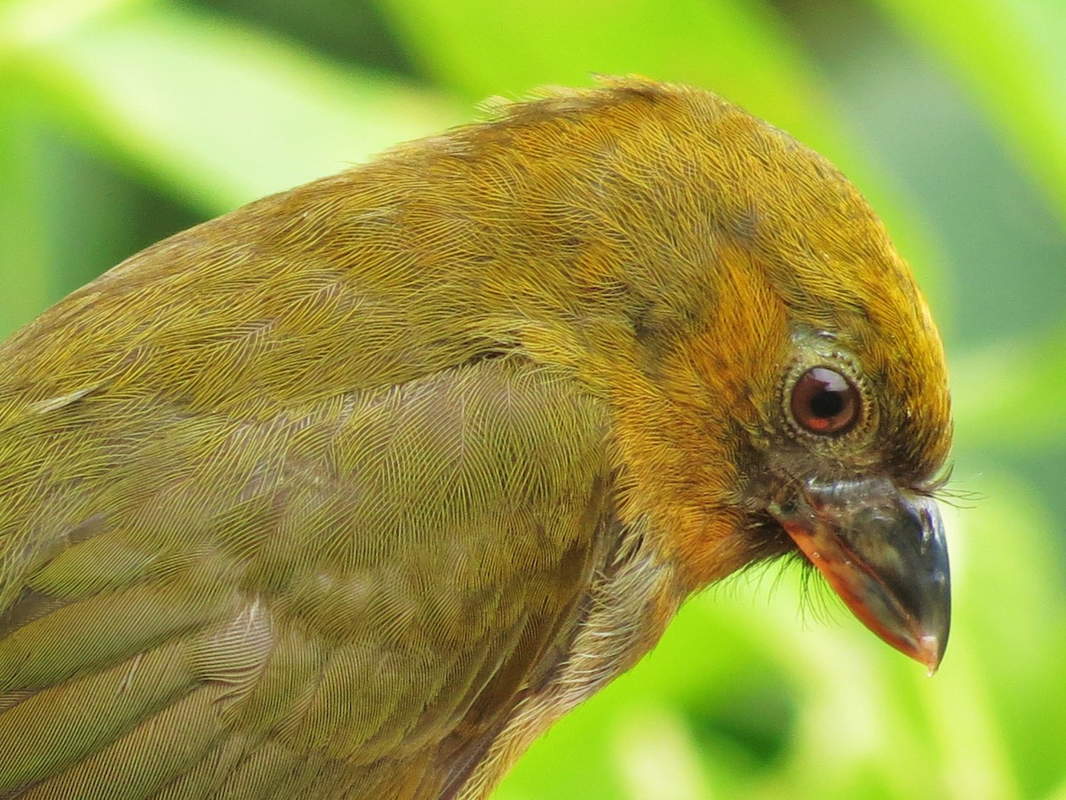 Prong-billed Barbet - ML92006151