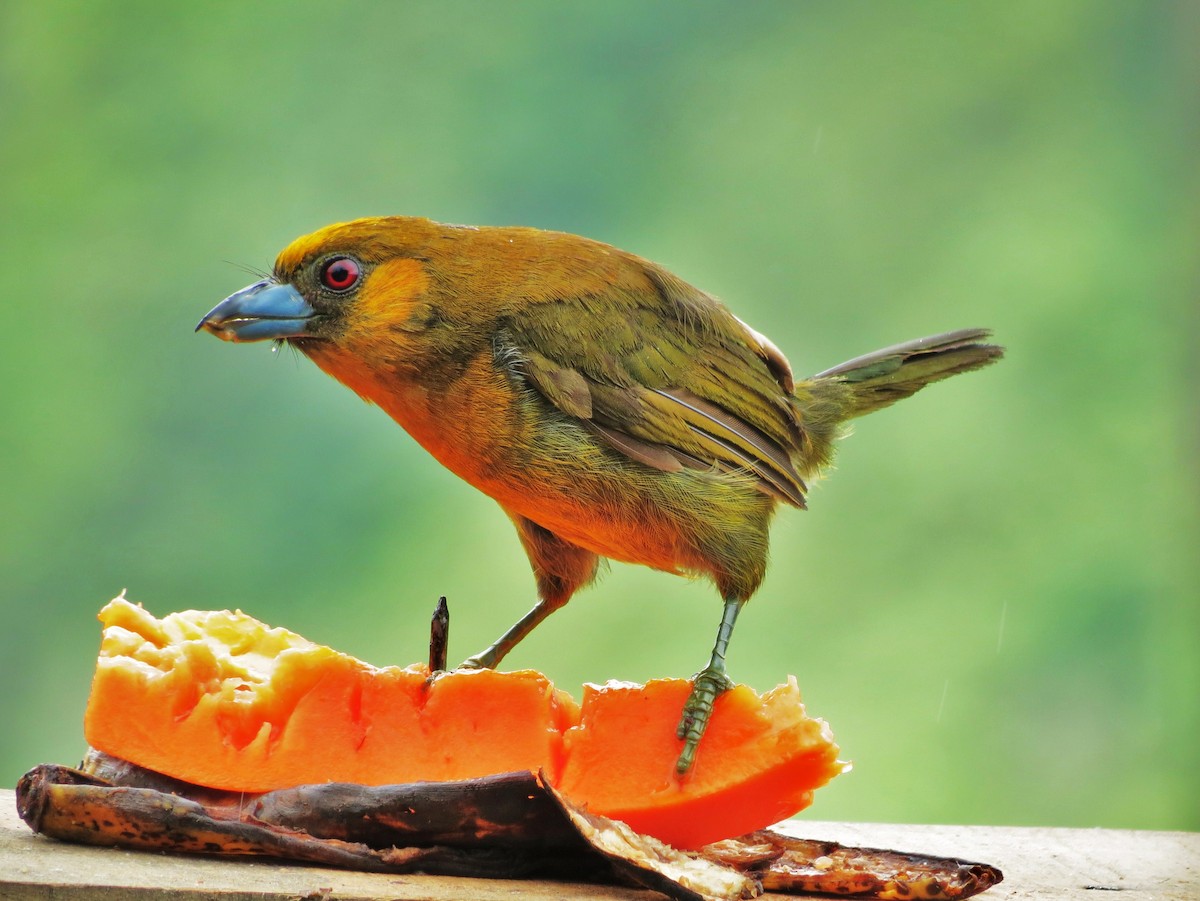 Güdük Barbet - ML92006201