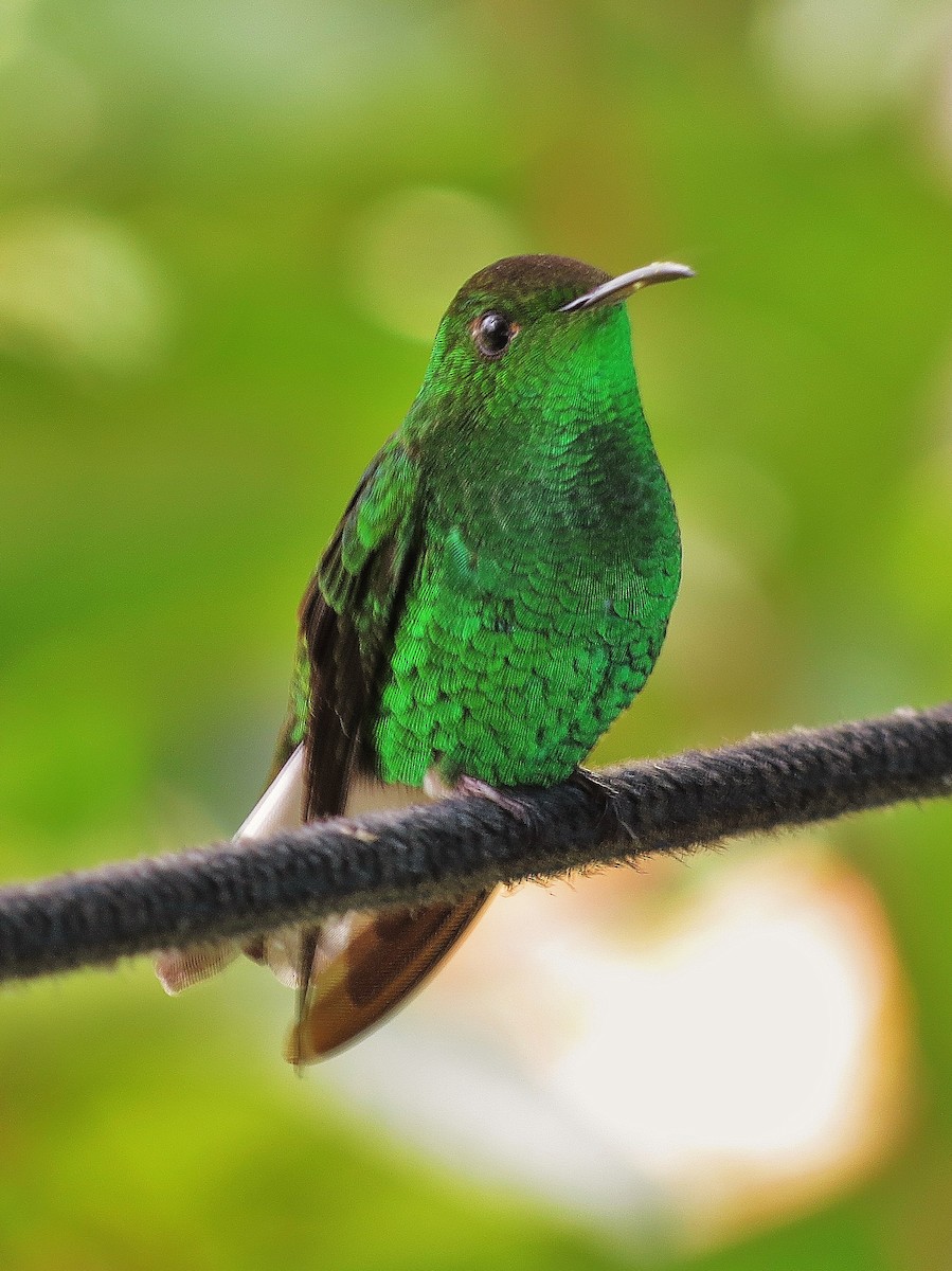 Colibri à tête cuivrée - ML92006291