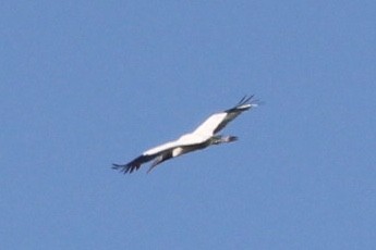 Wood Stork - ML92006661