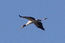 Wood Stork - ML92006671