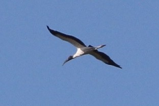 Wood Stork - ML92006681