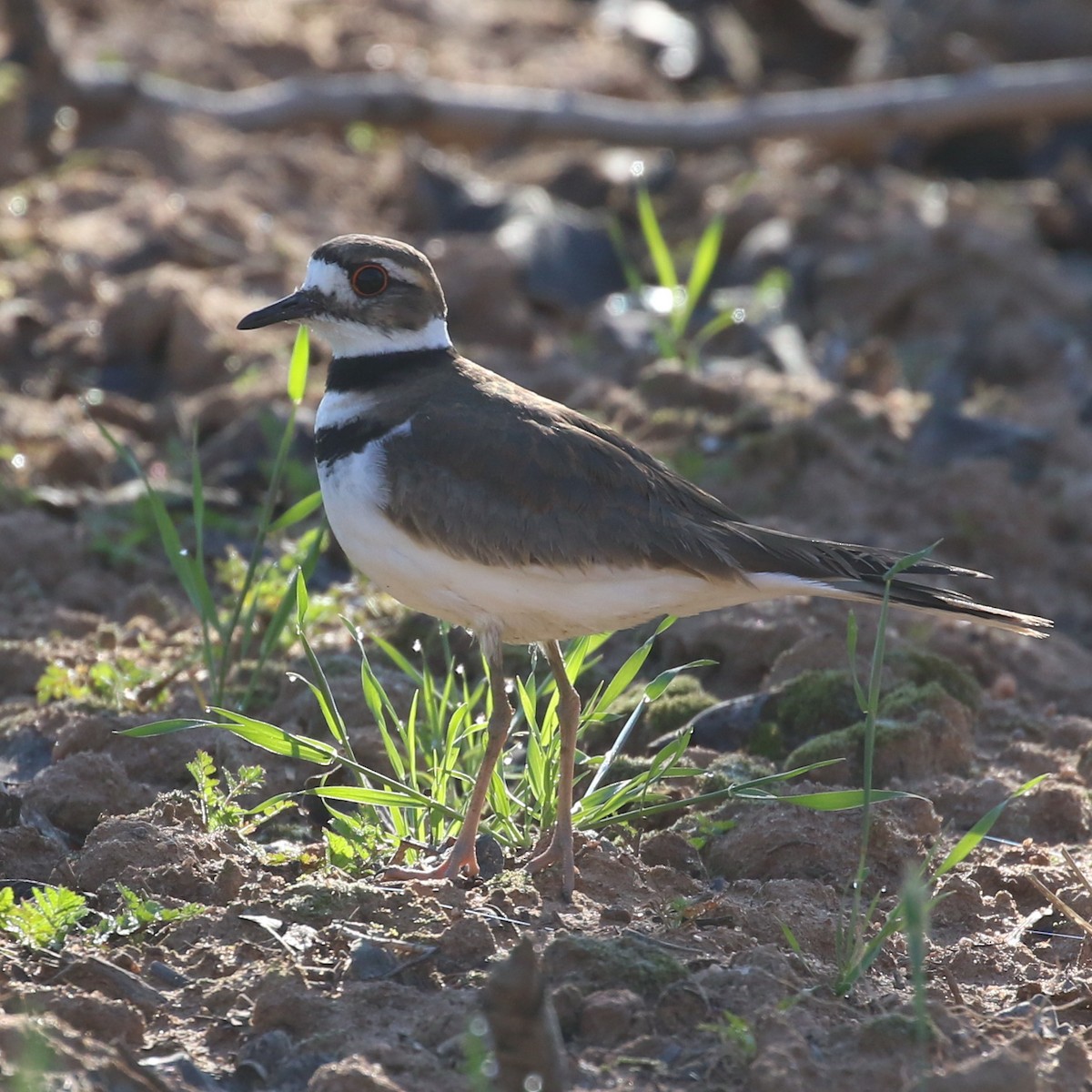 Killdeer - ML92008331