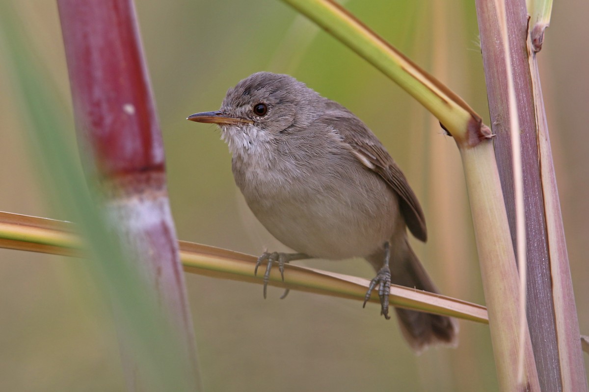 Cape Verde Swamp Warbler - Volker Hesse
