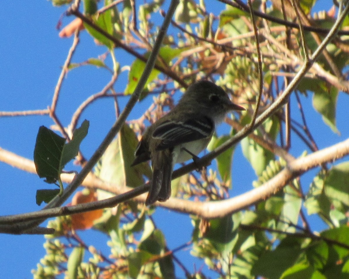 Least Flycatcher - ML92010501