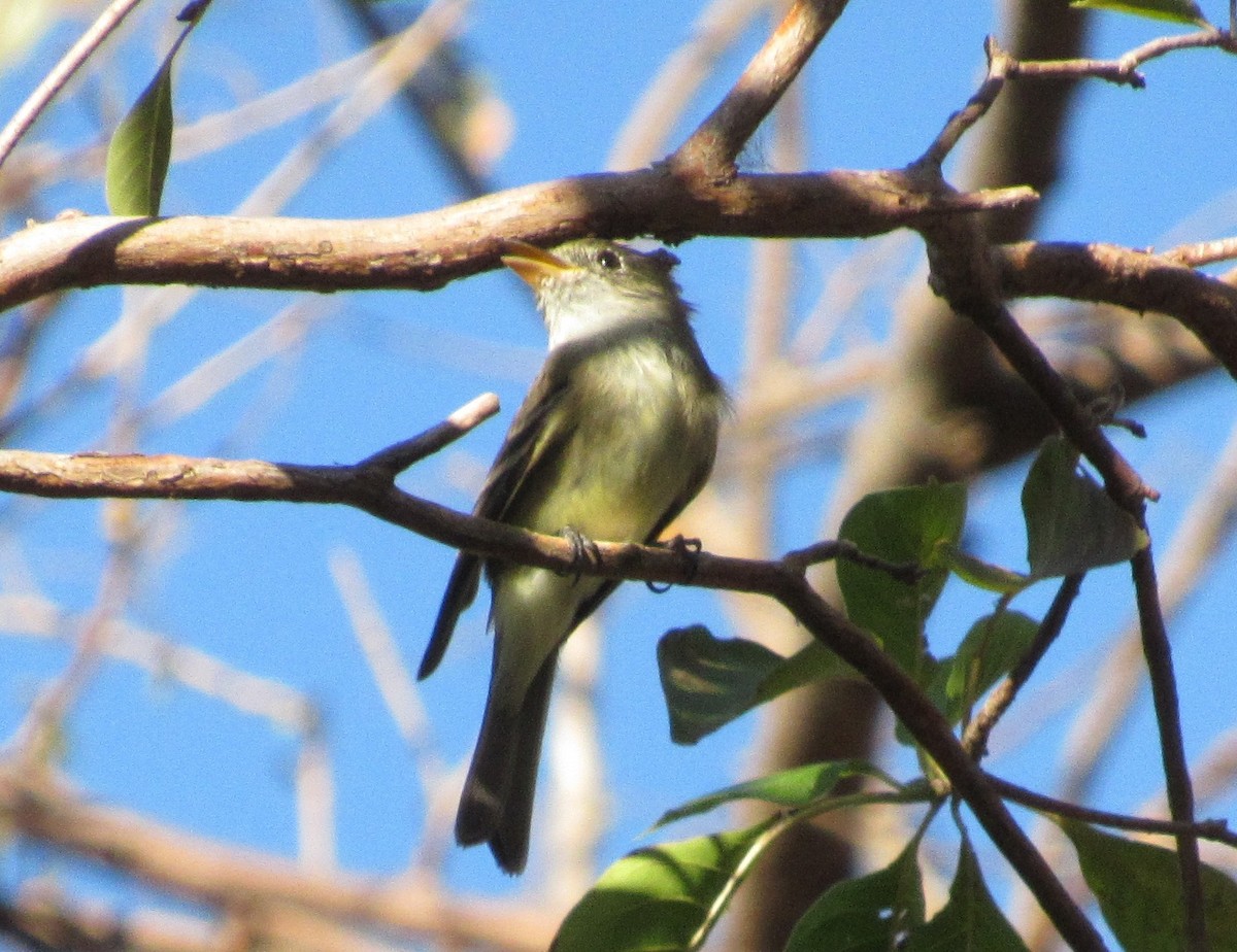 Least Flycatcher - ML92010531