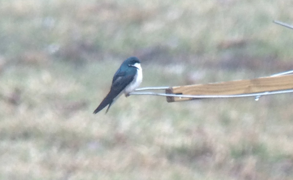 Tree Swallow - Tina Green