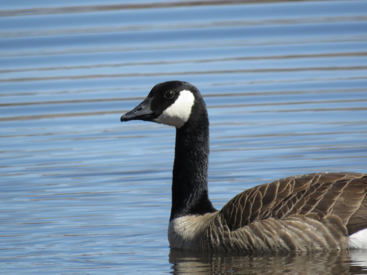 Barnacla Canadiense Grande - ML92011751