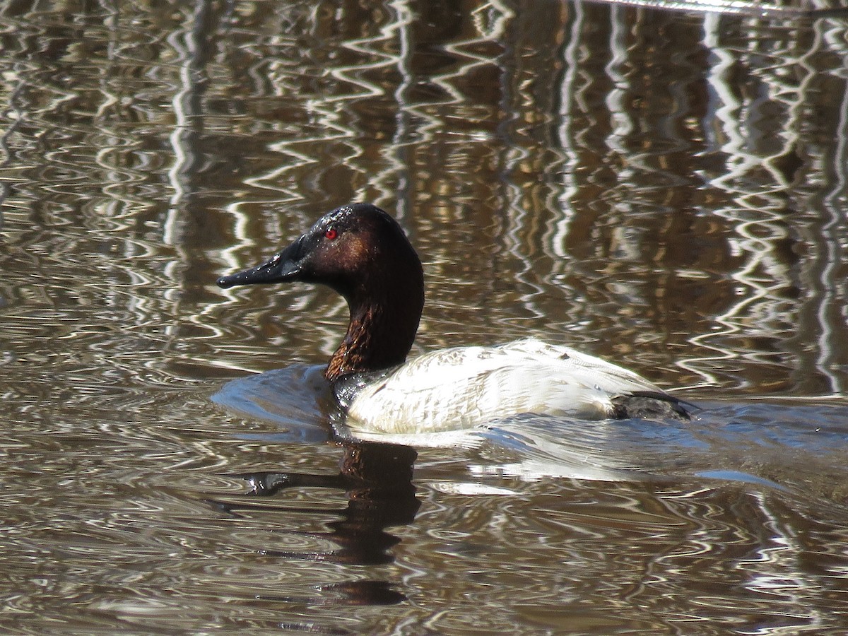 Canvasback - ML92012131