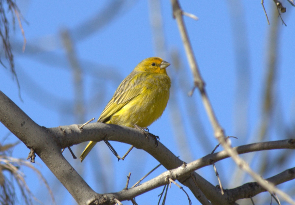 Saffron Finch - Michael Weymann