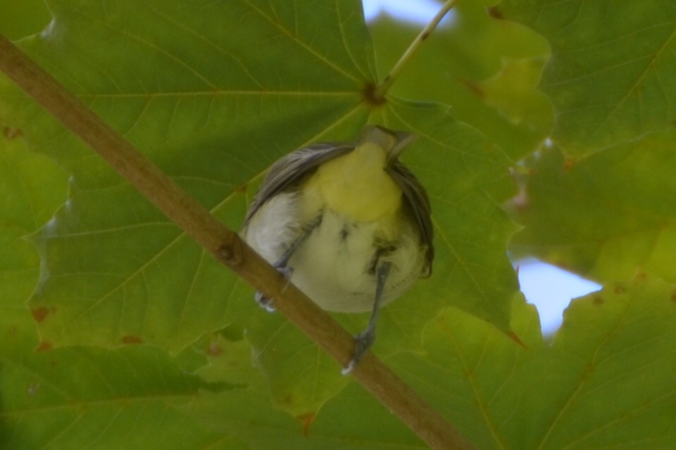 Philadelphia Vireo - ML92013711