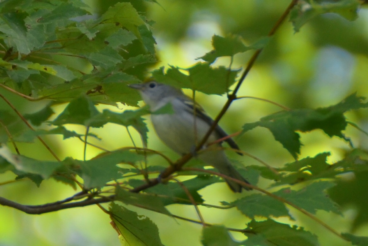 Chestnut-sided Warbler - ML92013761