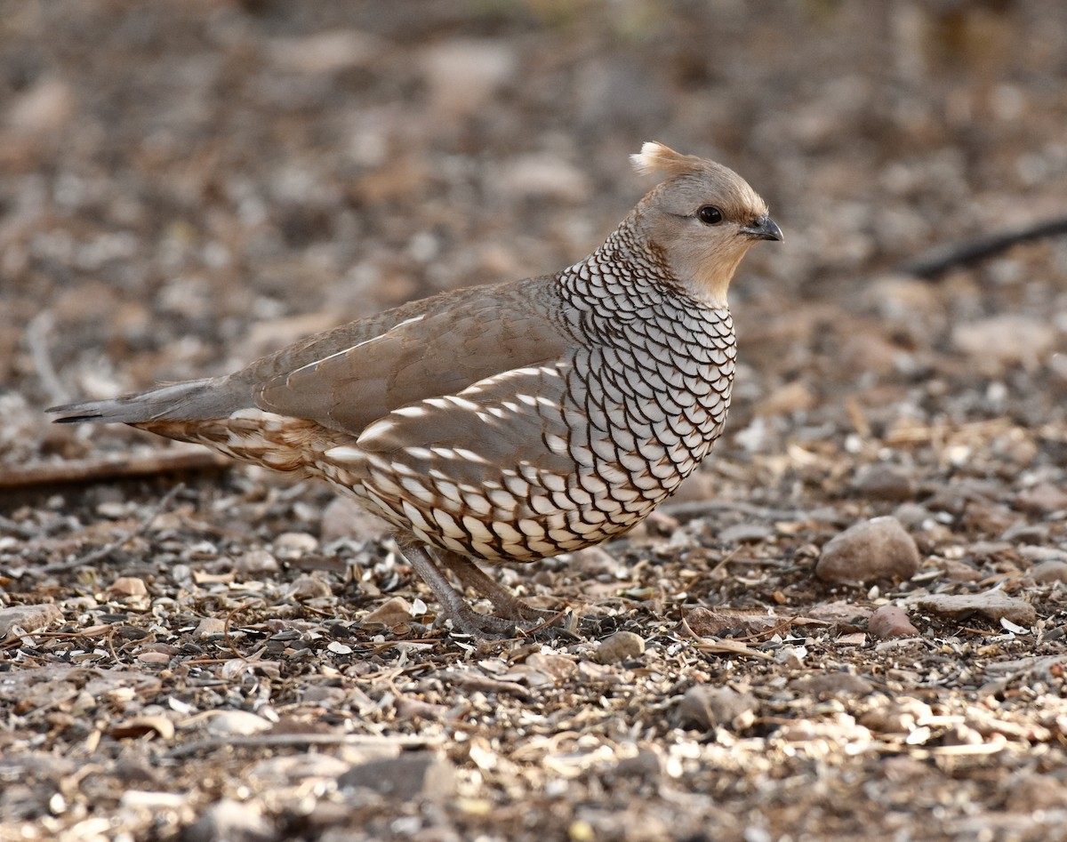 Scaled Quail - ML92014161