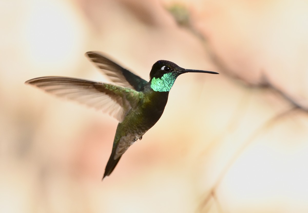 kolibřík skvostný - ML92014481