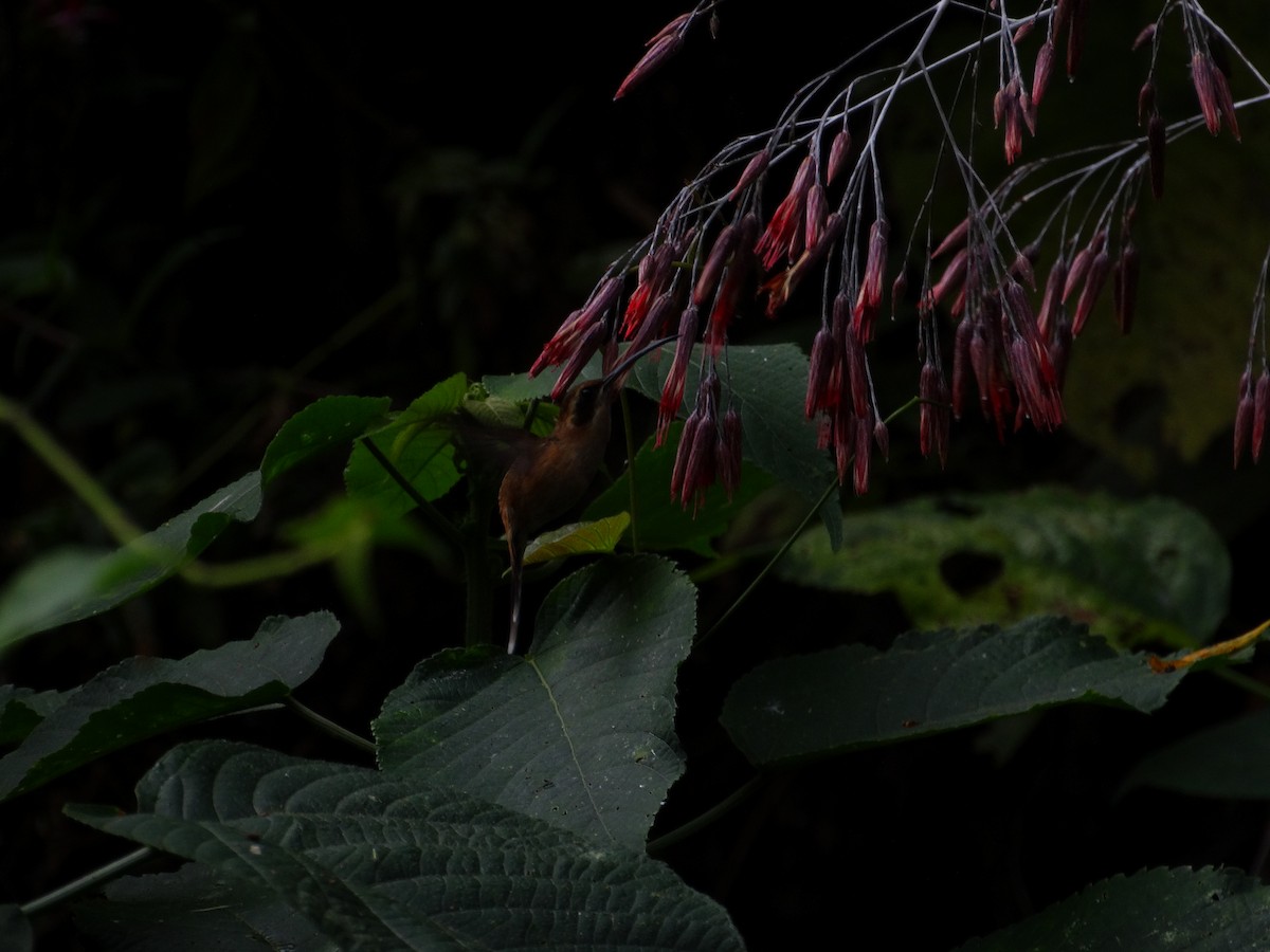 Пестрогорлый колибри-отшельник - ML92015091