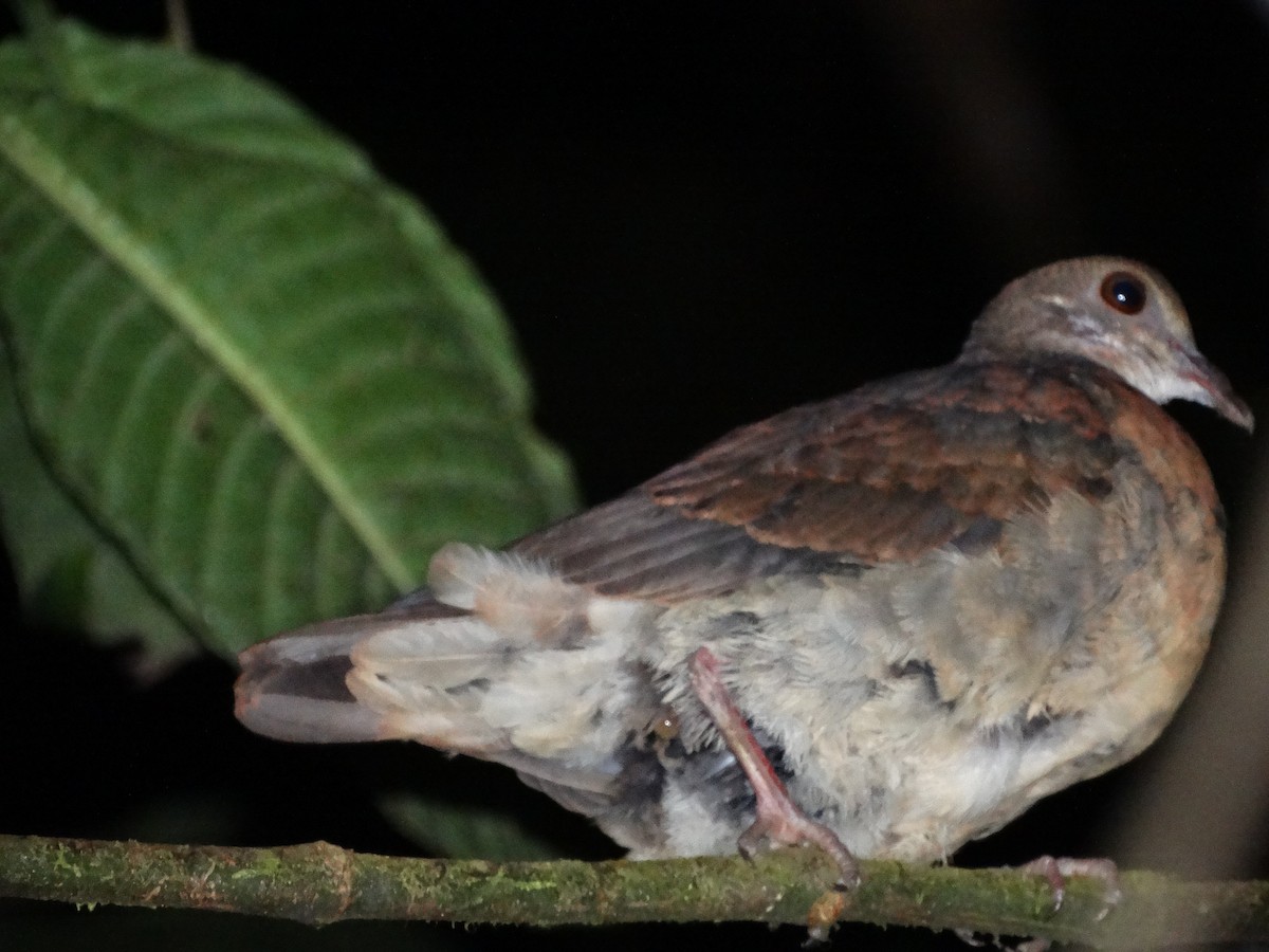 quail-dove sp. - Carolina  Tosta Mayoral