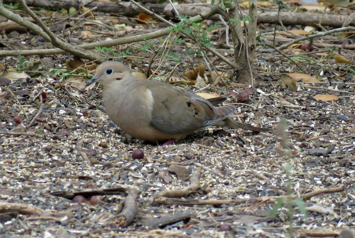 Mourning Dove - ML92017371