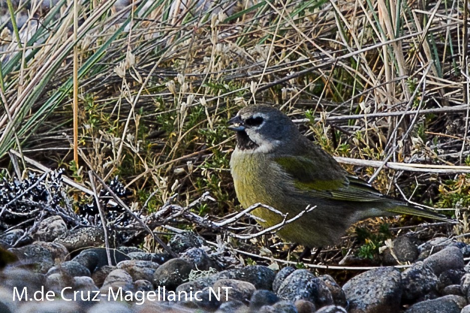 White-bridled Finch - ML92017801