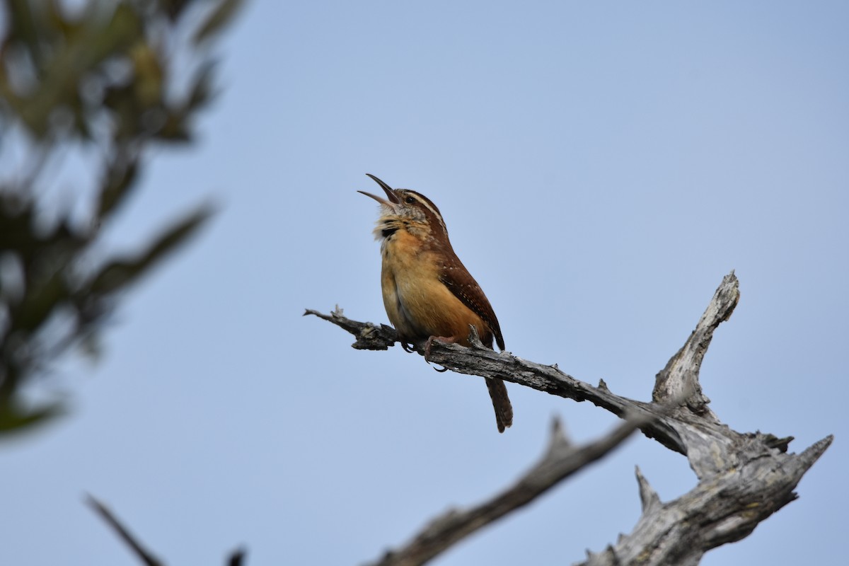 Carolina Wren - ML92017821