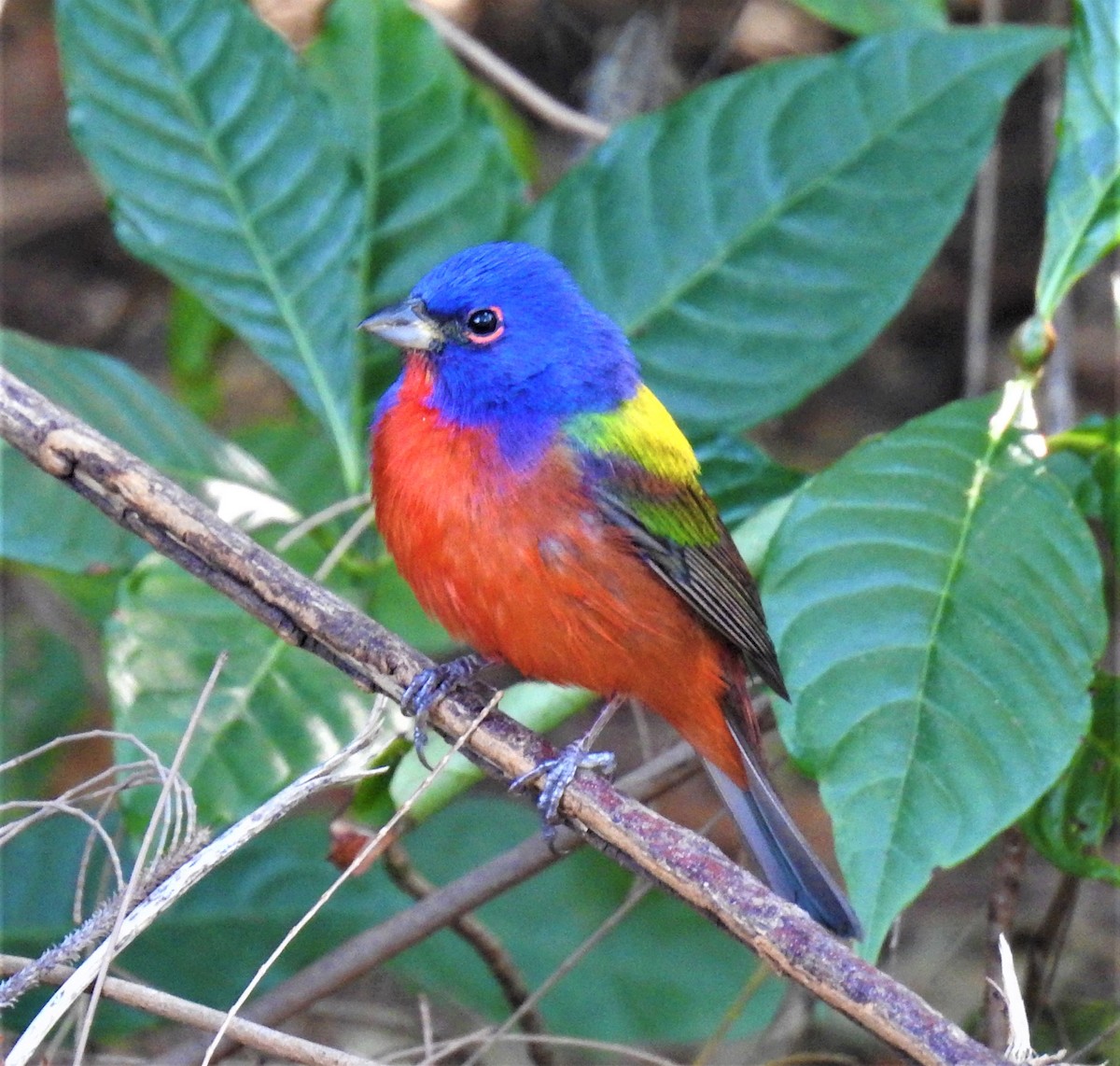 Painted Bunting - david gabay